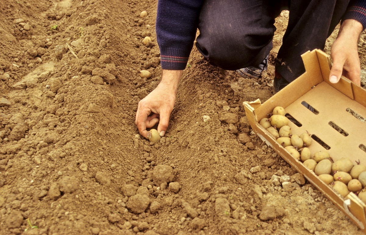 Plantation pomme de terre