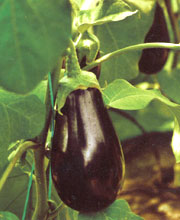 Fruit de l'aubergine