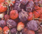 Pourriture grise (Botrytis) sur fraises