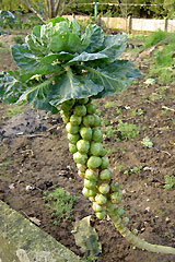 Choux de Bruxelles