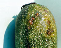 Cladosporiose sur courgette