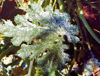 Oïdium sur courgette