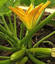 Courgette en fleur