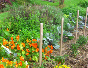 Cultures associées de plantes aromatiques et de choux