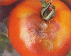 Mldiou sur tomate