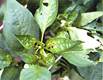 Noctuelles défoliatrices sur poivron