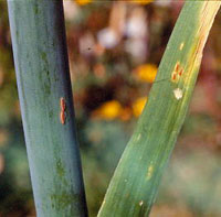 Rouille sur poireau