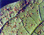 Pucerons parasités sur feuille d'aubergine