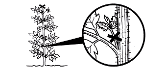 Schéma ébourgeonnage de la tomate