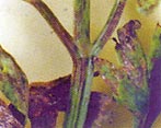 Septoriose sur feuilles de céleri