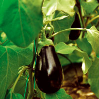 Plant d'aubergine greffée