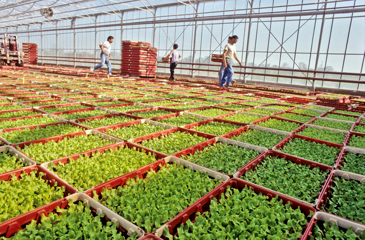 Vue d'une serre de production de plants de légumes