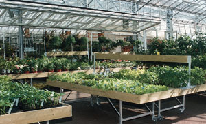 Présentation des plants dans un magasin de vente