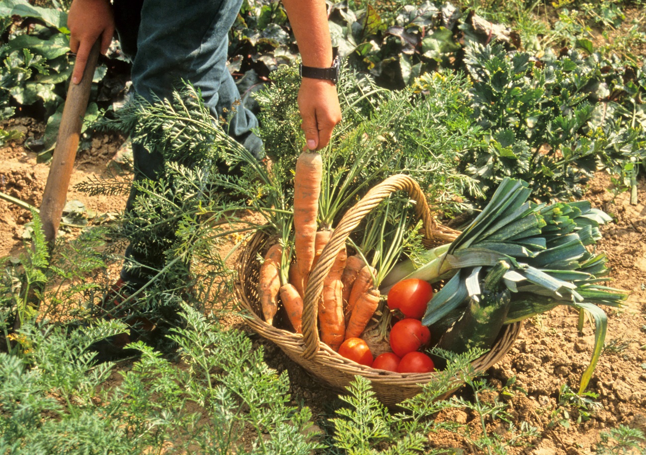 Récoltes au potager en toutes saisons